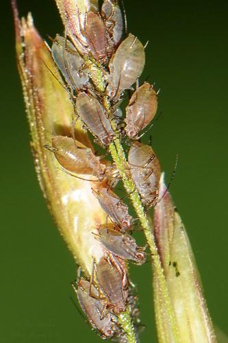 Sitobion sp.